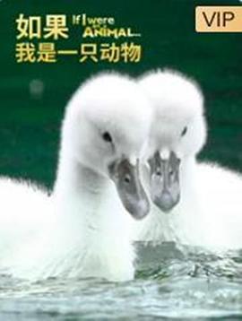 如果我是一只动物 第1集